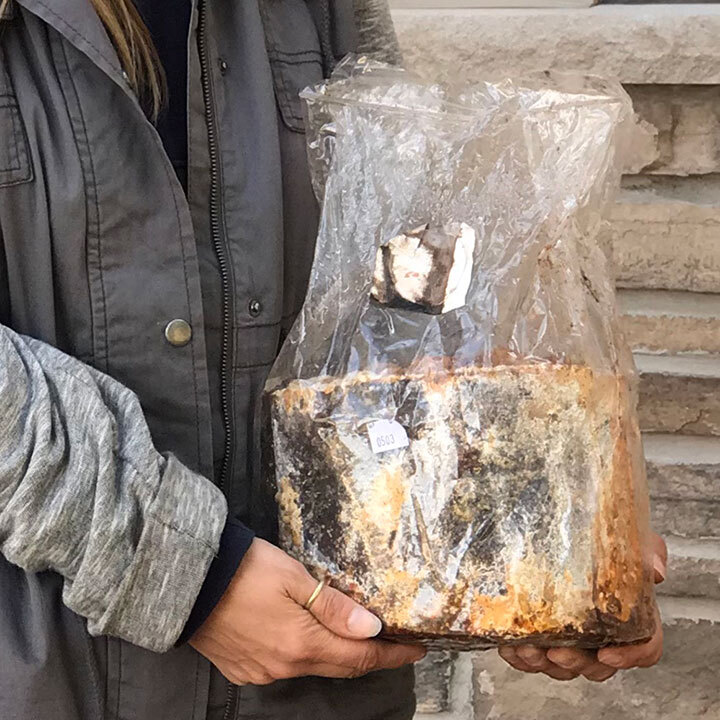 maitake-cultivation-4