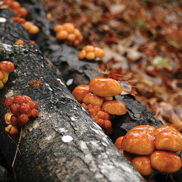 nameko mushrooms growing on logs