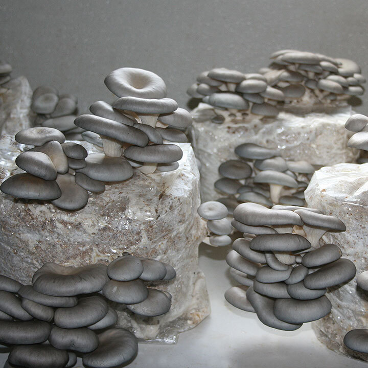 oyster mushrooms growing on sawdust blocks