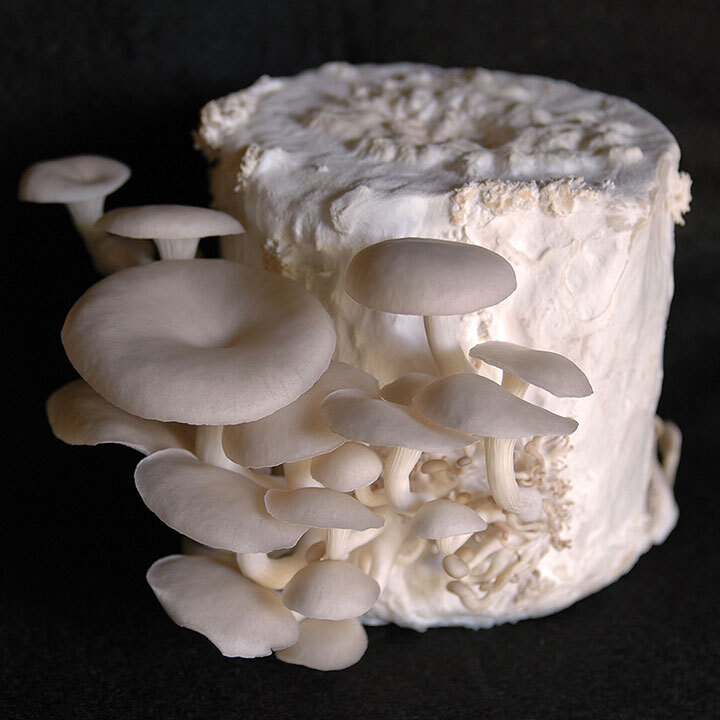 oyster mushrooms on toilet paper
