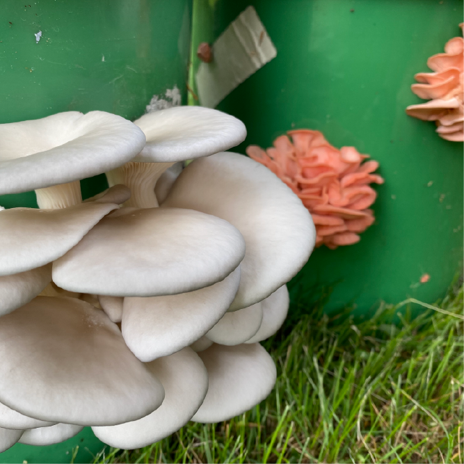 oysters growing from aspen shavings
