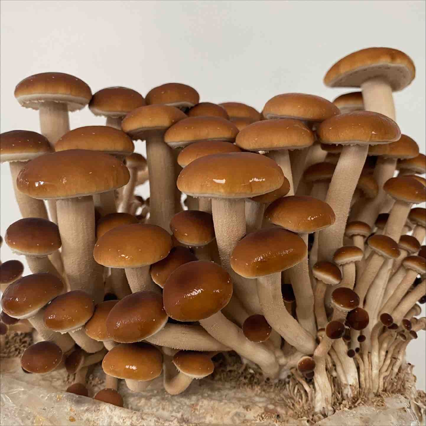 pioppini mushrooms