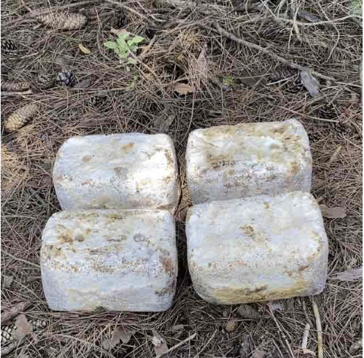 ready-to-bury blocks ready to plant