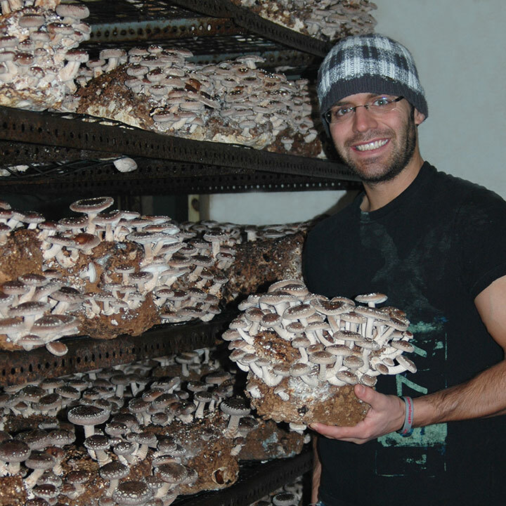 shiitake growing indoors