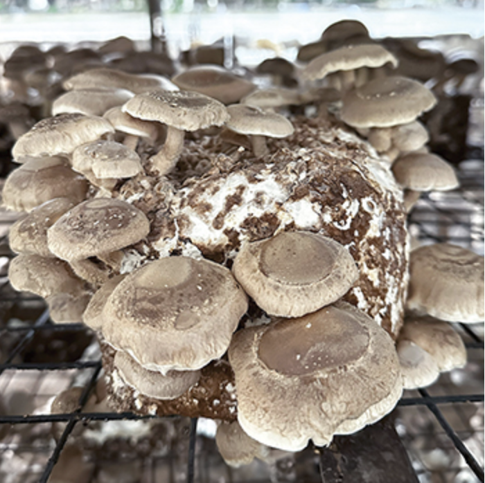 shiitake mushroom blocks