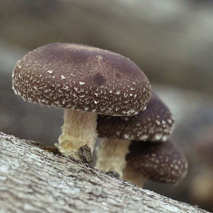 shiitake-west-wind-3.jpg