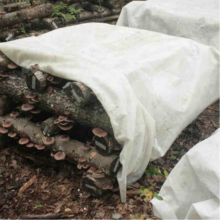 white fruiting blanket covering logs