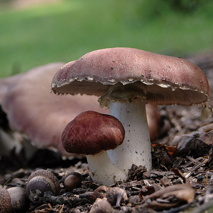 Wine Cap growing on wood chips