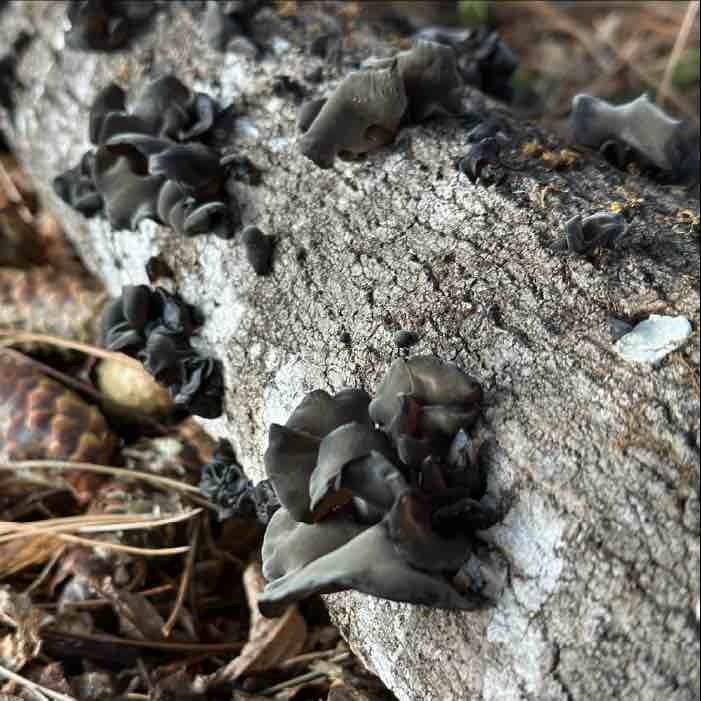 Woodear mushrooms growing on logs