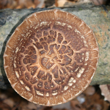 Shiitake - Jupiter™ (Lentinula edodes) Sawdust Spawn