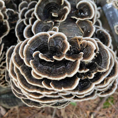 Turkey Tail (Trametes versicolor) Sawdust Spawn