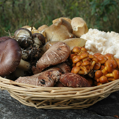 mushroomページ Organic Mushroom Spawn Certificate