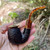 Savinelli Tortuga Rusticated Bent Billiard Oom Paul (614) 6mm Filter Pipe New Savinelli Tortuga Rusticated Bent Billiard Oom Paul (614) 6mm Filter Pipe New