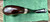 Peterson Sherlock Holmes Heritage Original Calabash P-Lip Pipe Sterling Band New