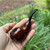 Chacom Reverse Calabash Smooth Contrasting Marron Briar Tobacco Pipe France - New