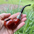 Peterson Terracotta Spigot Bent Rhodesian (999) Fishtail Pipe Sterling Silver