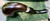 Peterson House Pipe Heritage Bent Oom Paul P-Lip Pipe LARGE XL XXL - New