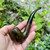 Savinelli One Starter Kit Smooth Bent Billiard (601) 6mm Filter Pipe w/ Case