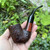 Ascorti Italia Sand Sei Oom Paul Briar Tobacco Pipe Italy Acrylic Stem - New
