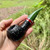 Saint Nicholas 2025 Author Christmas (320 KS) 6mm Filter Pipe - NEW Saint Nicholas 2025 Author Christmas (320 KS) 6mm Filter Pipe - NEW