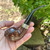 FISHTAIL Peterson Aran Smooth Bent Rhodesian (999) Fishtail Tobacco Pipe - New FISHTAIL Peterson Aran Smooth Bent Rhodesian (999) Fishtail Tobacco Pipe - New
