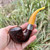 Rattray's Monarch Yellow Sandblasted Bent Rhodesian (15) 9mm Filter Pipe - New Rattray's Monarch Yellow Sandblasted Bent Rhodesian (15) 9mm Filter Pipe - New