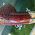 Peterson Irish Harp Sandblasted Bent Rhodesian (999) Fishtail Pipe - New Peterson Irish Harp Sandblasted Bent Rhodesian (999) Fishtail Pipe - New