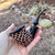 Erik Nording Seagull Black Carved Freehand Briar Pipe Made in Denmark - NEW