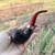 Peterson Dracula SandblastedBent Apple (XL02) Fishtail Pipe Red Acrylic Stem