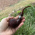 Peterson Irish Harp Sandblasted Bent Apple (XL02) Fishtail Tobacco Pipe - New