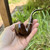 Savinelli Morellina Smooth Oom Paul (614) 6mm Filter Pipe - New