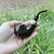 Rattray's The Bull Smooth Grey (146) 9mm Filter Pipe
