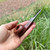 Natural Unvarnished Imported Briar Estate Pipe  - Restored!