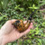 Erik Nording Extra #1 Freehand Handmade in Denmark Briar Tobacco Pipe - NEW