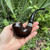 Peterson Sherlock Holmes Heritage Watson P-Lip Pipe - New