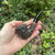 Peterson Dublin Filter Rusticated Bent Dublin (B10) 9mm Filter Fishtail Pipe NEW
