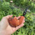 Erik Nording Red Grain #1 Freehand Briar Pipe Made Denmark NEW