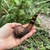 Erik Nording Cut C Partial Ruticated  Handmade in Denmark Briar Tobacco Pipe
