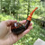 Erik Nording Rustic Apple C Orange Bit Briar Tobacco Pipe Made in Denmark NEW