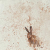 Brown Hare