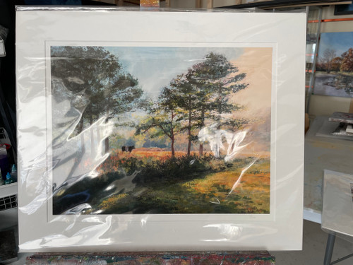 Belted Galloway on Common Larger Print.