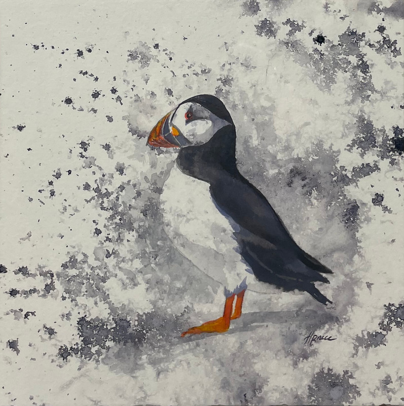 Puffin Splash