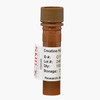 Creatine Kinase BB, Recombinant