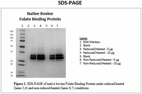 fbp-sds-page.jpg