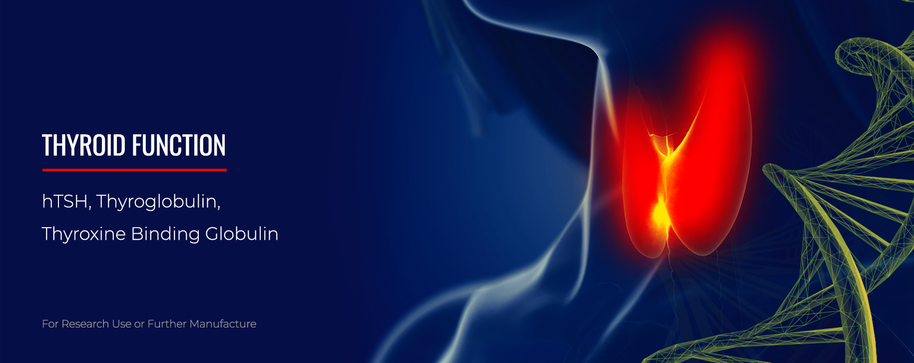 lp-2026-thyroid-v01.jpg lp-2026-thyroid-v01.jpg