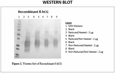 rec-b-hcg-wb.jpg