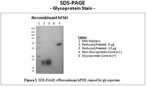 rec-fsh-glycoprotein.jpg