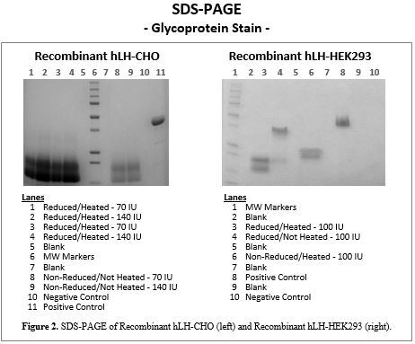 rec-lh-glycoprotein.jpg
