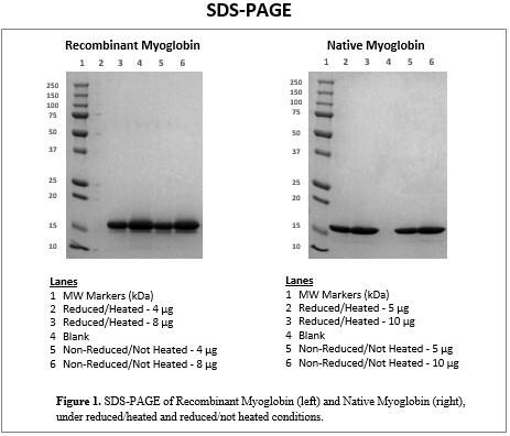 rec-myoglobin-sdspage.jpg