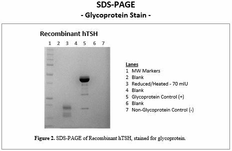 rec-tsh-glycoprotein.jpg